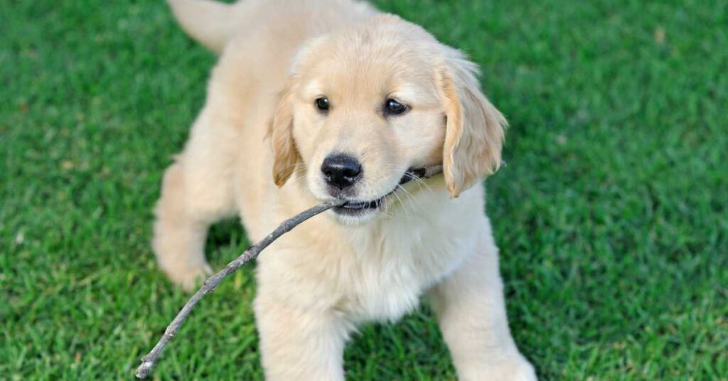 Where to Buy Golden Retriever Puppies 2