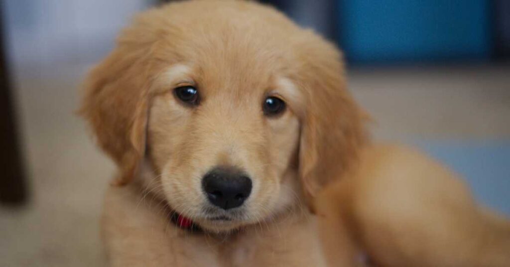 Where to Buy Golden Retriever Puppies 3