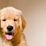 Adorable Golden Retriever puppy with a playful expression, captured against a simple beige background.