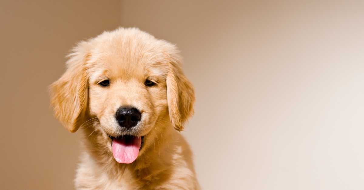 Adorable Golden Retriever puppy with a playful expression, captured against a simple beige background.