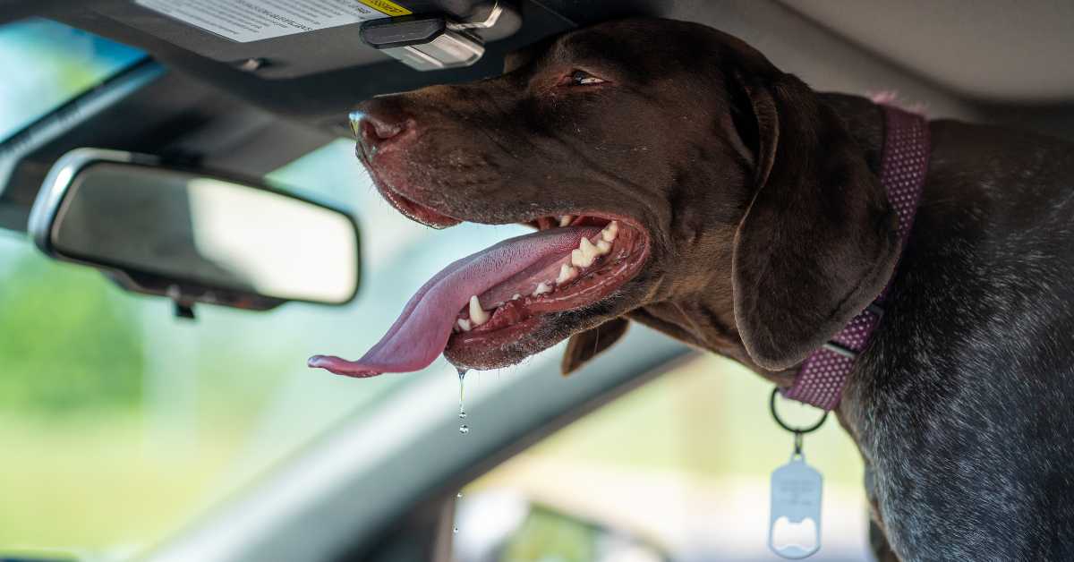 Dog drooling with tongue out inside a car, looking visibly uncomfortable during a car ride.