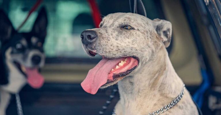 Two dogs in a car, panting with tongues out, enjoying the ride on a sunny day.